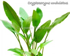 Cryptocoryne undulatus